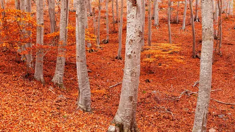 Orange you glad it's autumn?
