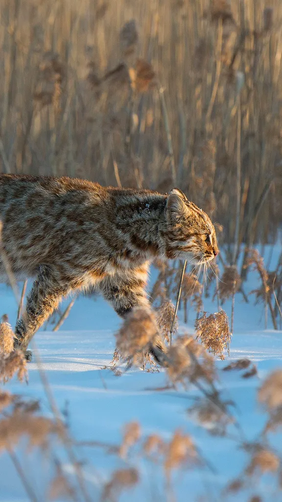 Amur leopard cat, Russia