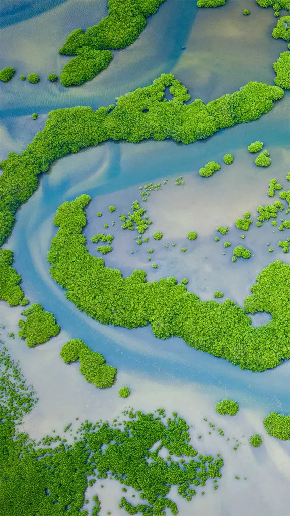 被人类遗忘的森林