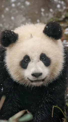 De vuelta al blanco y negro