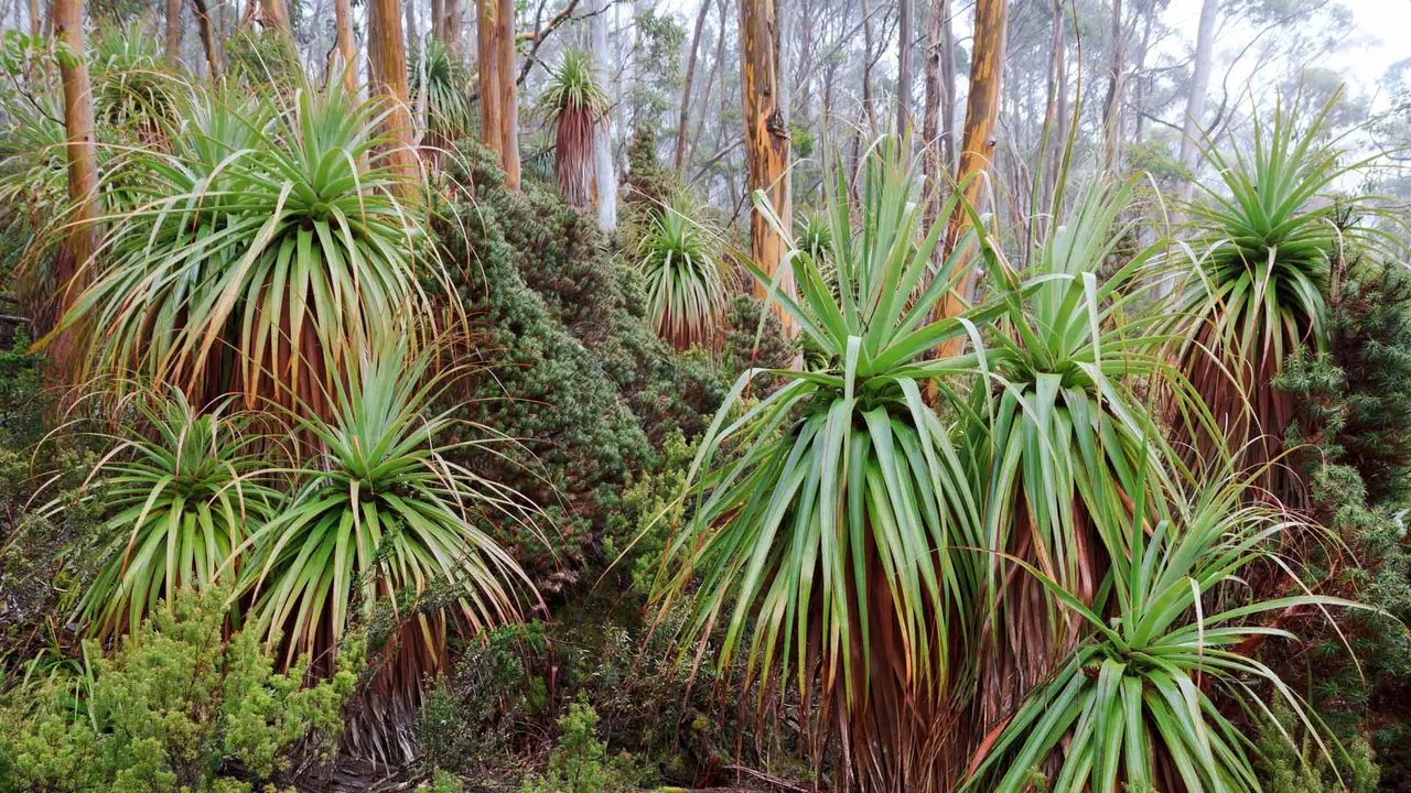 タスマニア固有のユニークな植物