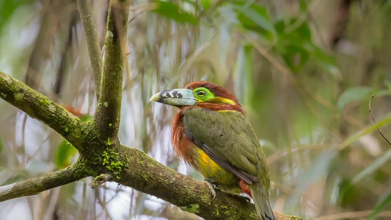 Beleza Ex&oacute;tica na Natureza Brasileira