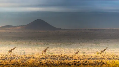 A vida selvagem na natureza