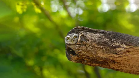 木の穴から顔を出すかわいいフクロウ