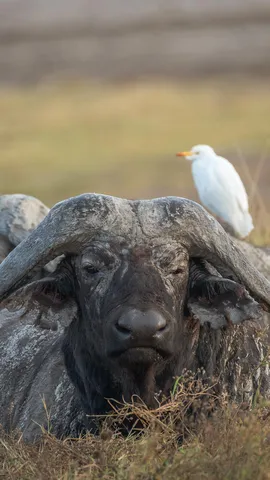 口ひげのように見える角を持つ動物