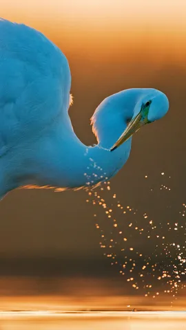 世界を渡る白き旅人