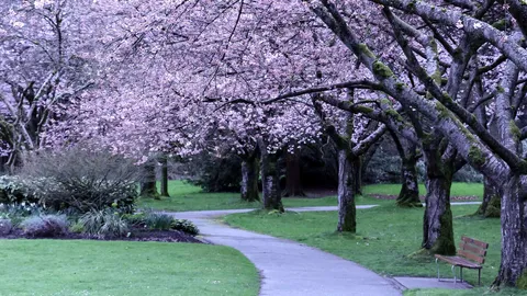 Follow the blossom map