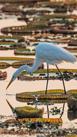 S&iacute;mbolo de pureza e gra&ccedil;a