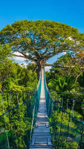 随着亚马孙的树冠摇摆