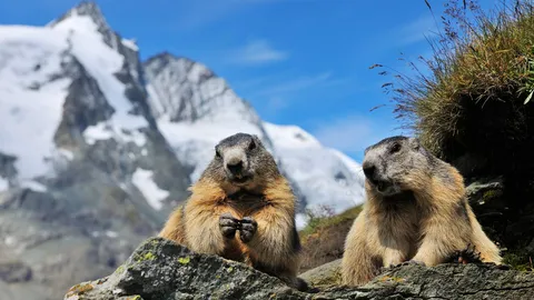 Neugieriges Gemurmel