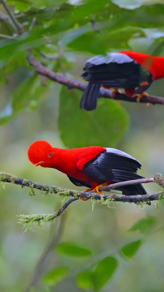 O embaixador da moda