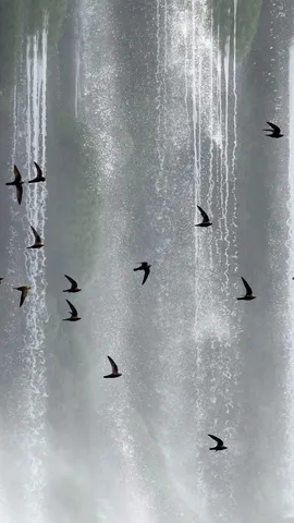 Incans&aacute;veis voadores