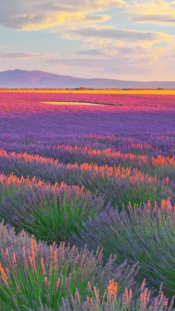 追随香气的地平线