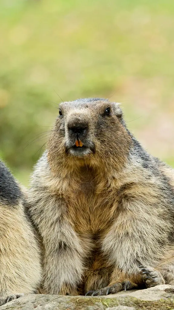 Mieux vaut tard que trop t&ocirc;t : parole de marmotte !