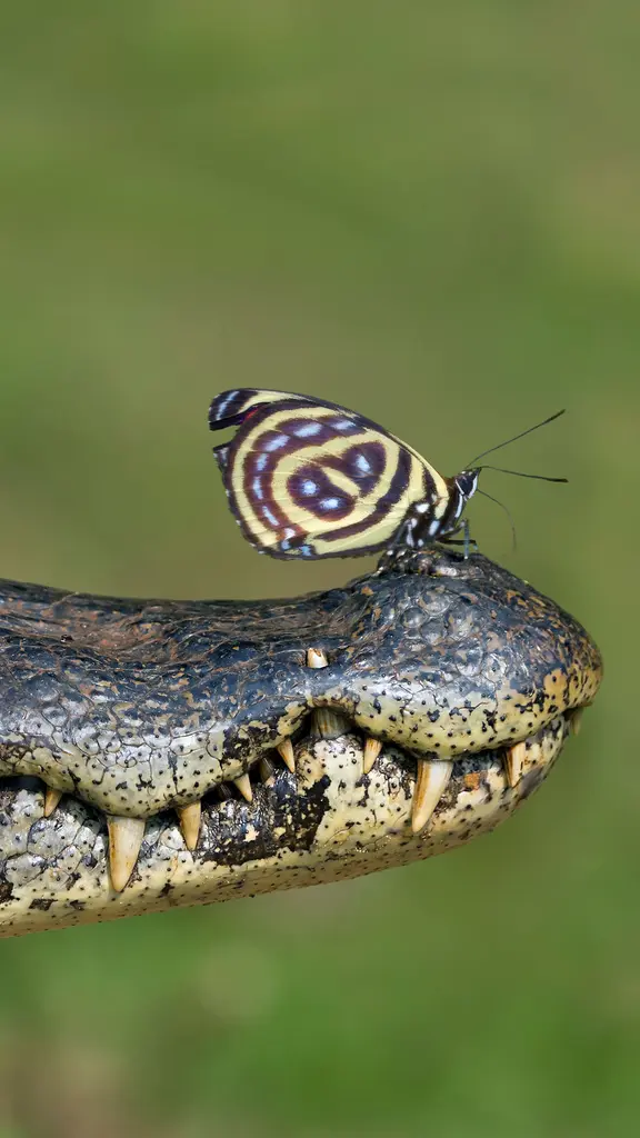 No cora&ccedil;&atilde;o do Pantanal