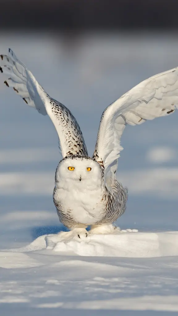 Ready for liftoff
