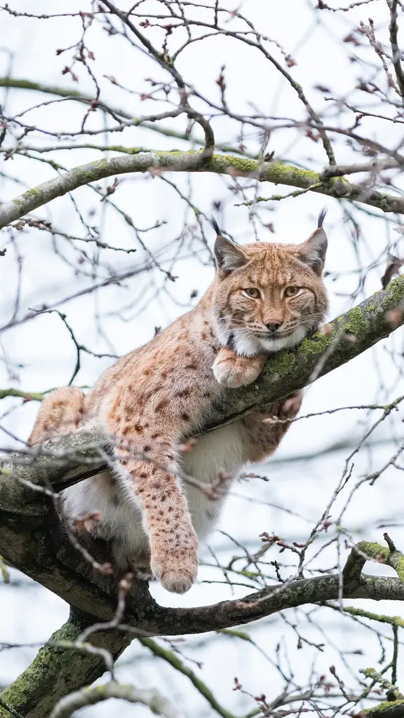 Le sphinx des bois