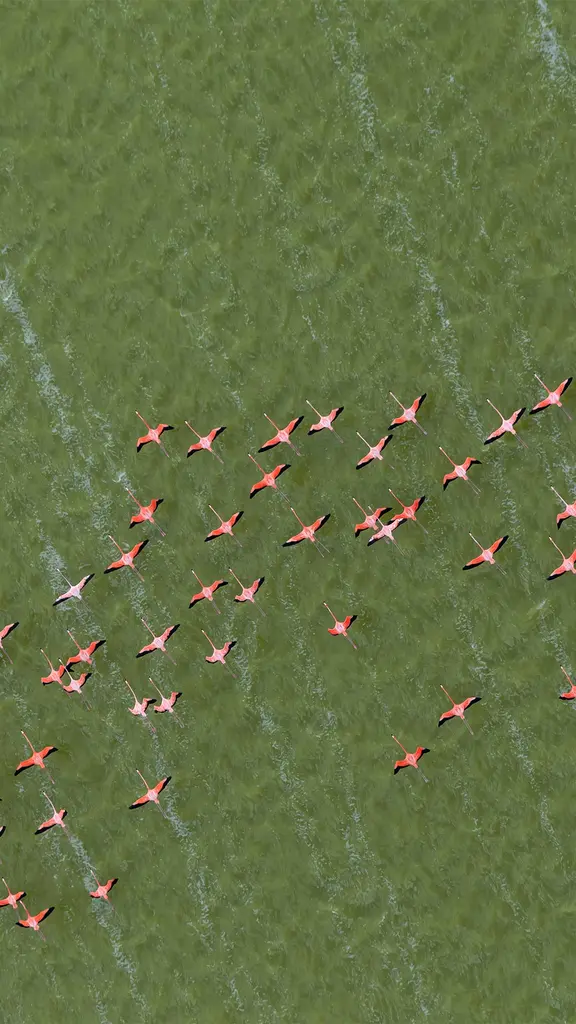 A dan&ccedil;a exuberante dos flamingos