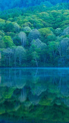鏡のように静かな池