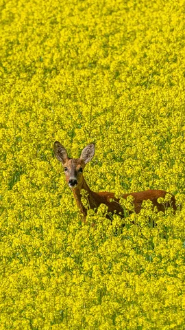 La procrastination &agrave; l'honneur !