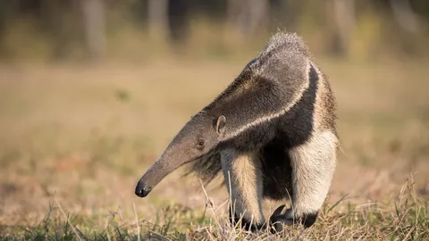 Um gigante comedor de formiga