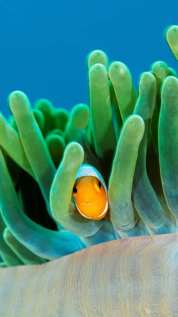 Reefside roommates