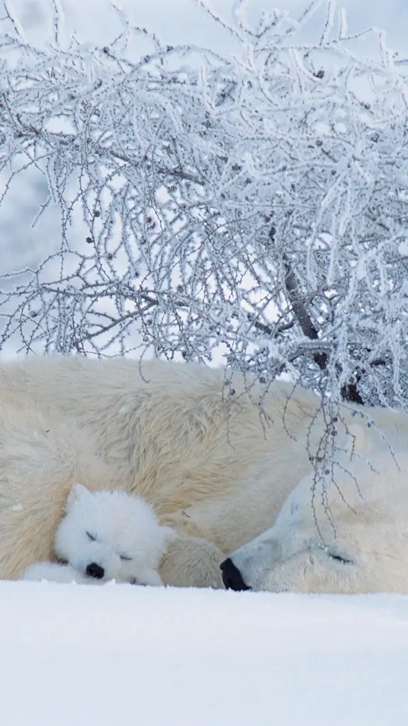 冰冷的北极，温暖的拥抱