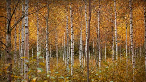Nuances d'automne