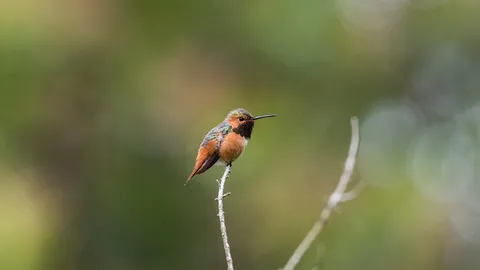 Rufous hummingbird, Golden Gate Park, San Francisco, California, United States