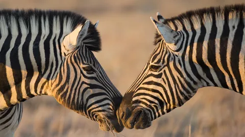 Love at first stripe