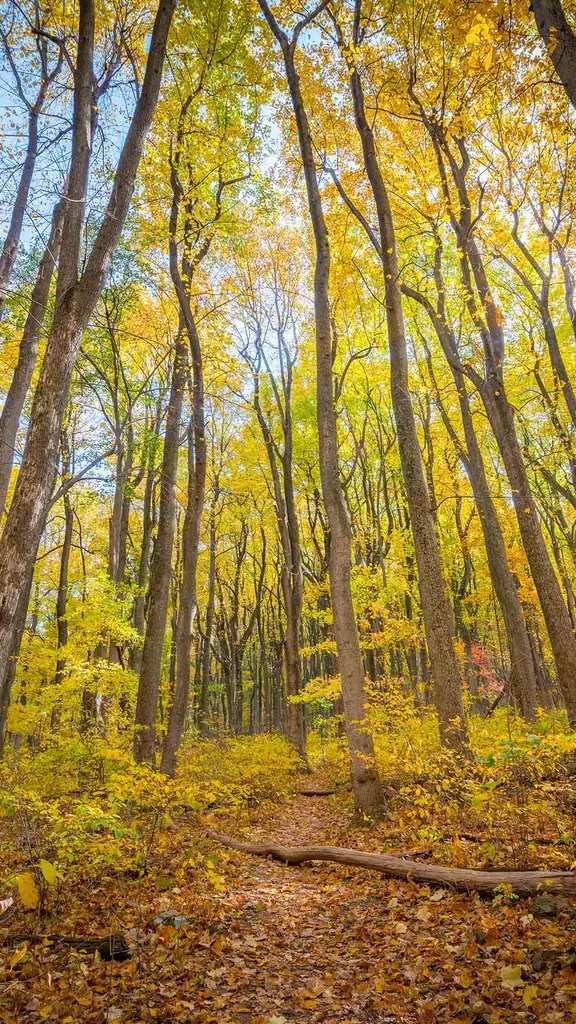 A glade of gold