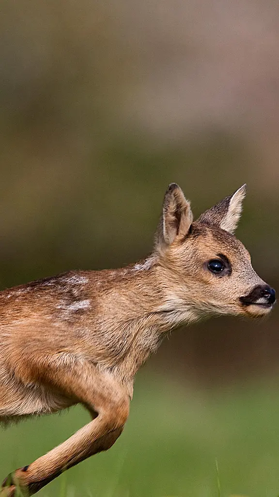 Et hop, un petit bond !