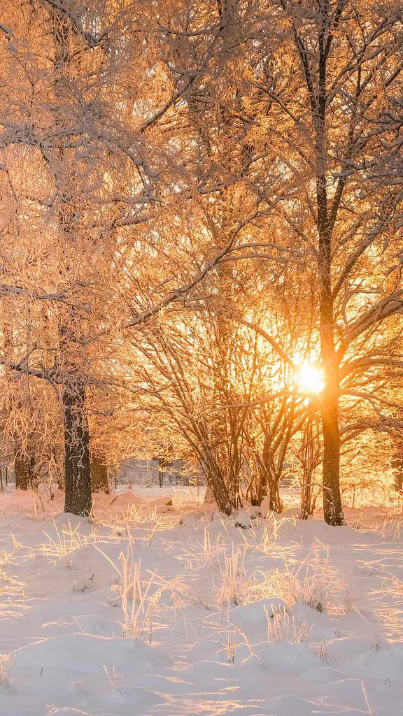 Dawn light through frosty trees, Sweden