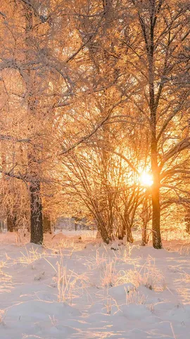 Dawn light through frosty trees, Sweden