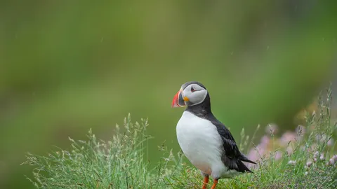 海のピエロ