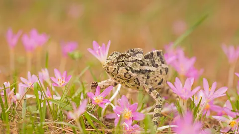 Le ma&icirc;tre du camouflage