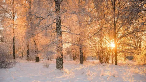 Dawn light through frosty trees, Sweden