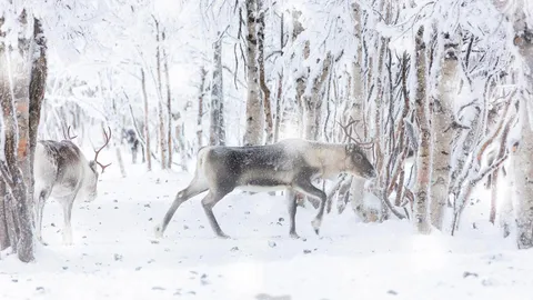 Reindeer during winter snowfall, Lapland, Finland