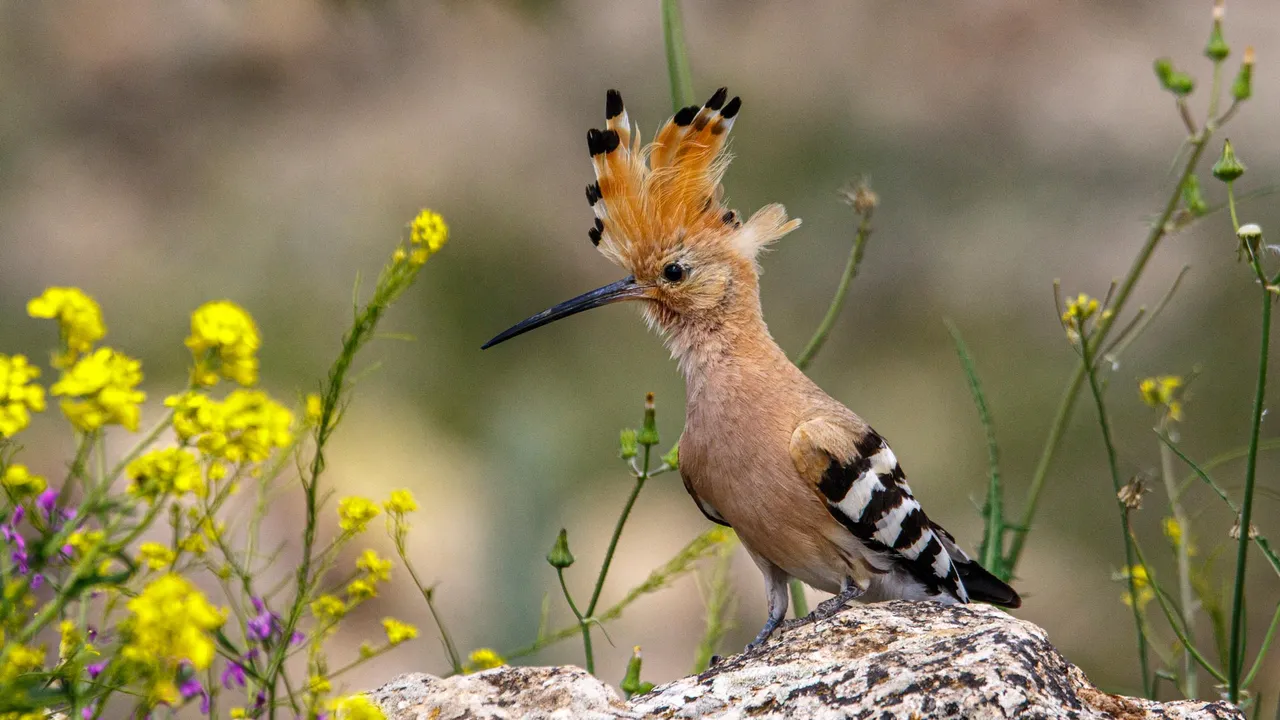 Susurros de primavera