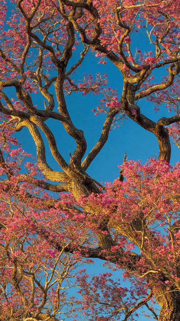 Beleza em Flor