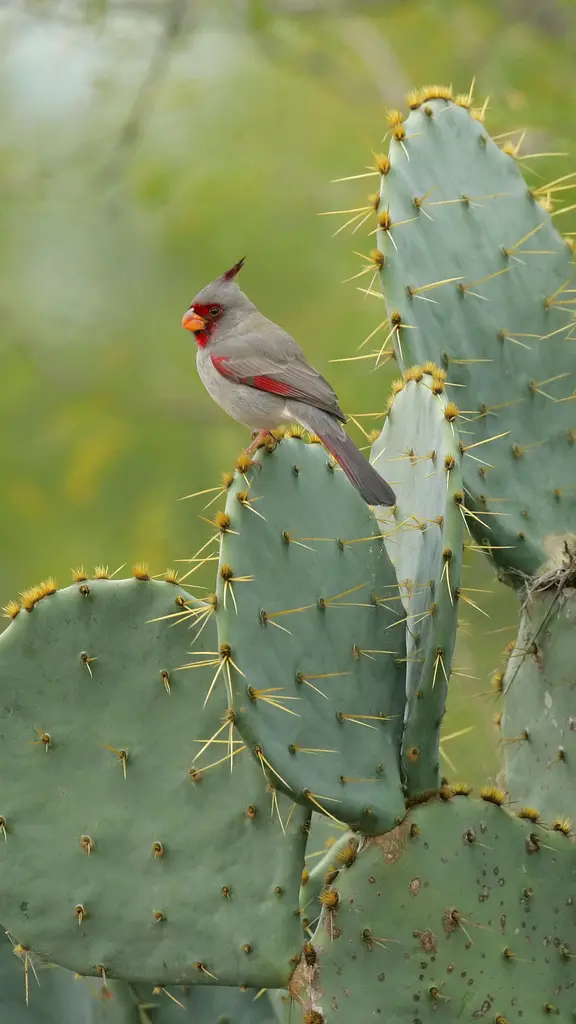 Make every bird count