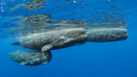 Les g&eacute;ants des mers