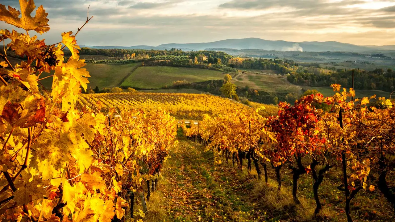 Sole e cure dell'uomo, rendono questi vigneti unici