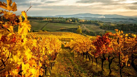 Sole e cure dell'uomo, rendono questi vigneti unici
