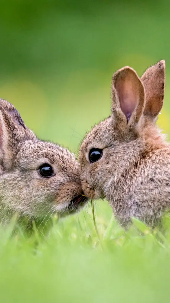 The Easter Bunny is coming to town