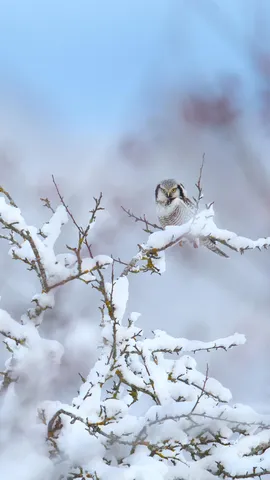 &iexcl;Camuflado a la luz del d&iacute;a!