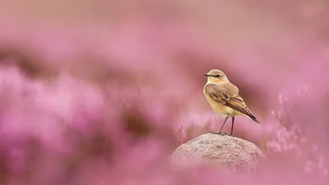 Perched and poised