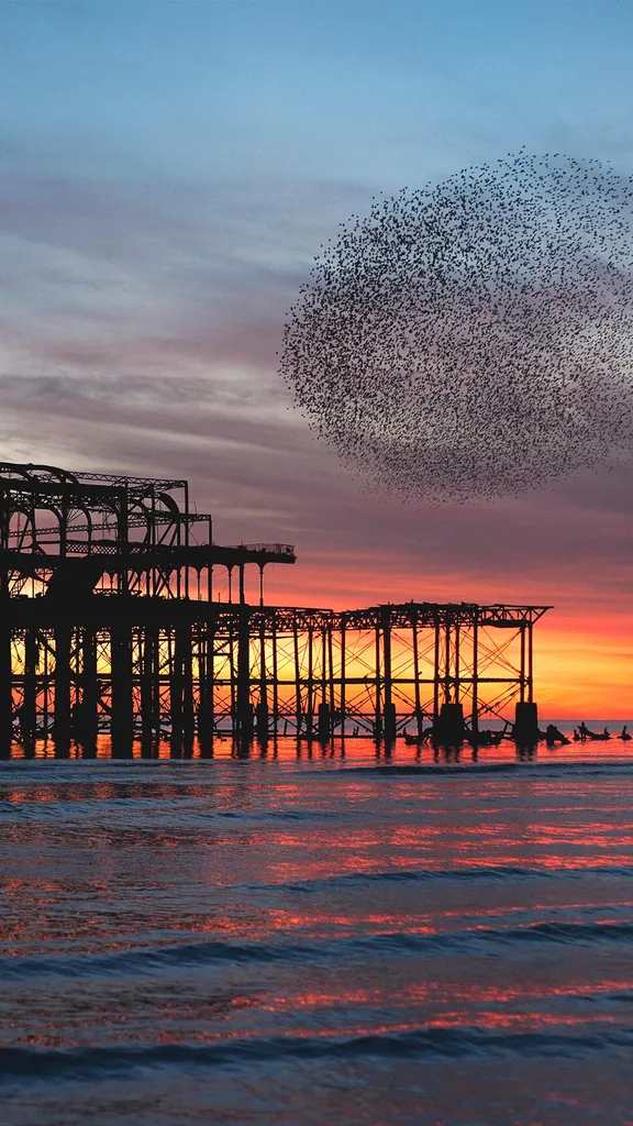 Rust meets rush - Starling murmuration over the ruins of Brighton's ...